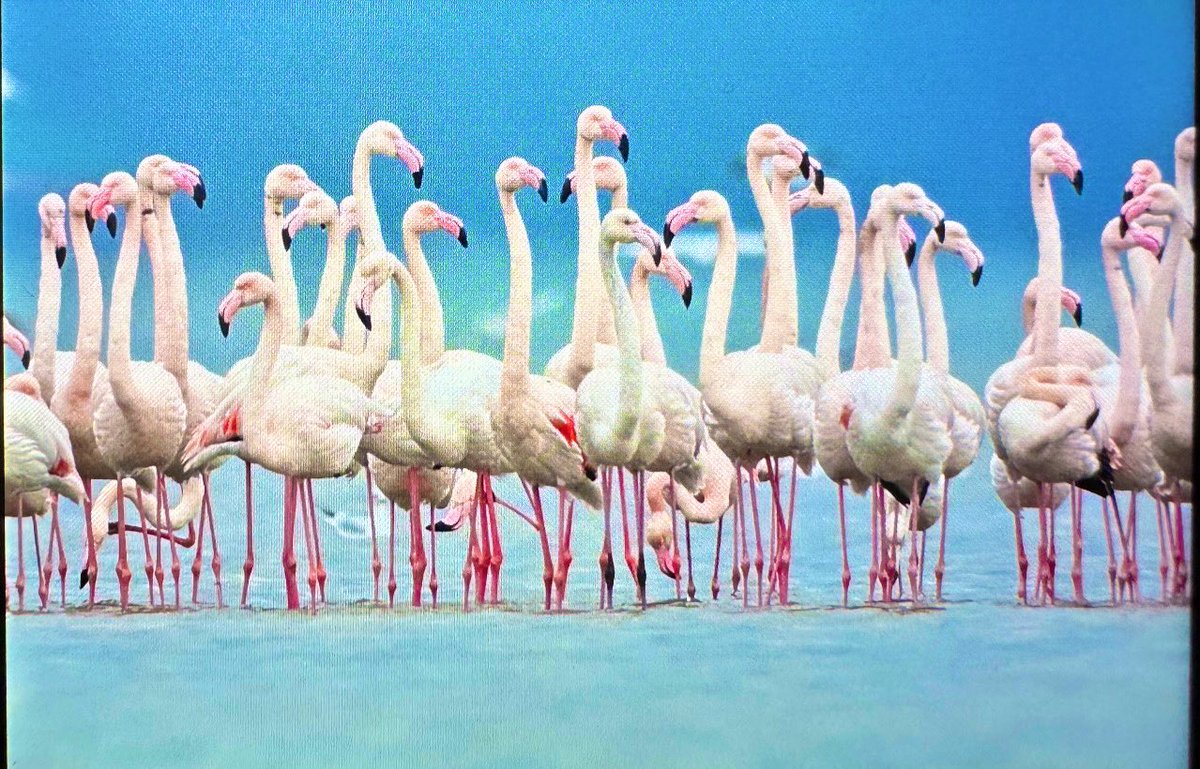 İddia ediyorum Kocaeli kuş gözlemcileri ve fotoğrafçılar için yeni cazibe merkezi olacak yakında. Yaban hayatında bu kadar yakından görmeyi hayal dahi edemediğimiz türlerin pek çoğunu aynı alanda ve oldukça yakından gözlemleyebiliyoruz. 

İki hafta önce ilk kez gelmiştim sahil