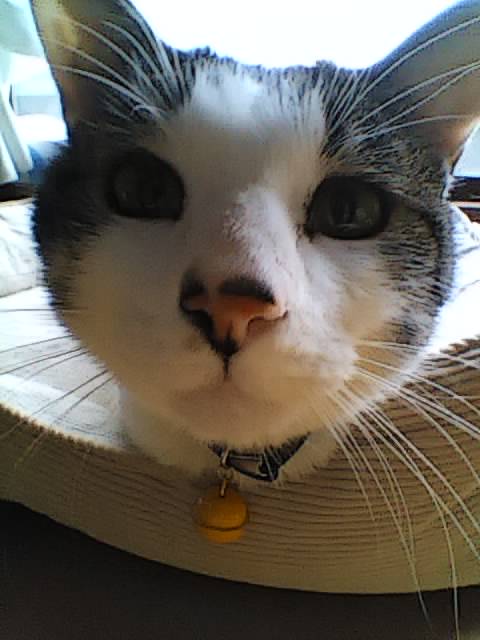 まあちゃん63さいだってよ (@_mer2) / Posts / X