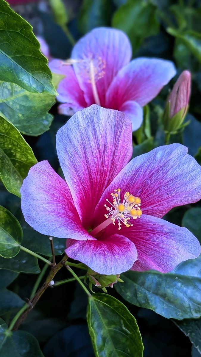 おつかれさま〜
今日も頑張りましたね…☕

明日は何の日…⁉😆❣️
建国記念の日ですよ
祝日です…

単に建国された日を祝うのではなく神話に基づいて初代・神武天皇が即位したとされる日…
「建国をしのび国を愛する心を養う」という趣旨で1966年に制定されました〜😆❣️