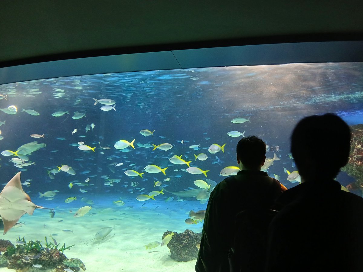 minato_acty's tweet photo. ２月６日は #バス外出 に行ってきました🚌
行き先は #サンシャイン水族館 🐠🦭綺麗なクラゲやカラフルな魚たちにうっとりする利用者さんも👀✨️
グループごとに計画を立て、皆さん笑顔で楽しんでいました😊🌈
＃就労継続支援b型
＃港区
#おでかけ
＃美味しいお菓子 https://t.co/h5xmFGNjet