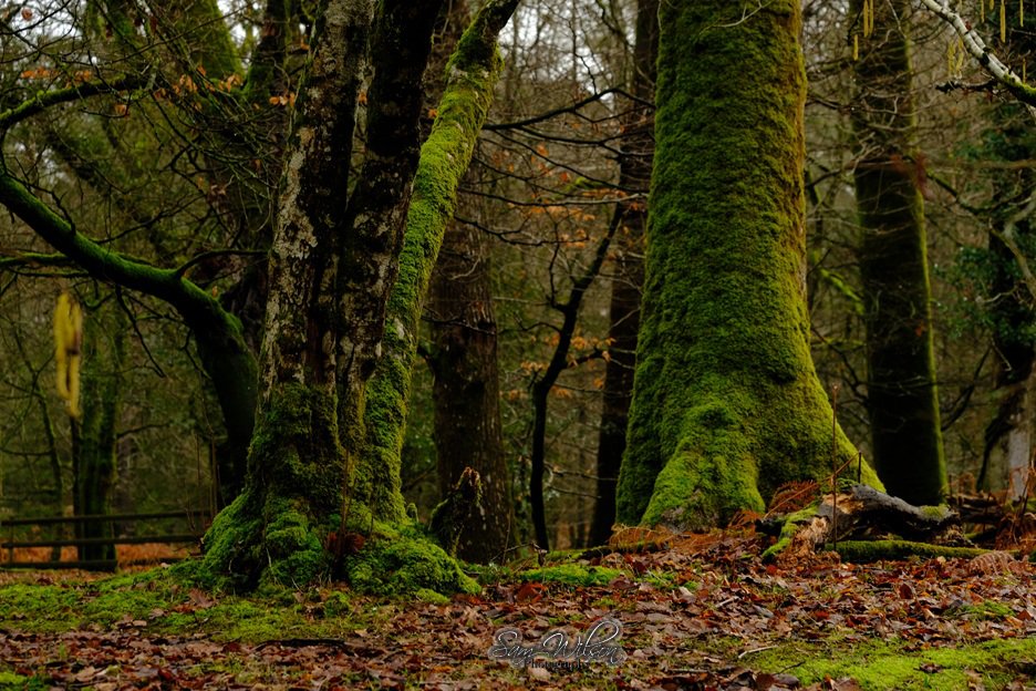 SamWlandscapes's tweet image. Wander in the forest #NewForest #woodlands #treelove