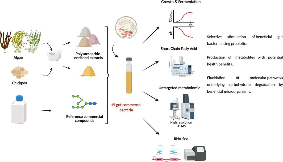 MicrobesInfect's tweet image. Interactions Between Gut Commensal Bacteria and Polysaccharides Derived from Algae and Legumes:

Identification of Metabolites Produced and Pathways Involved.

sciencedirect.com/science/articl… #OpenAccess #microbiota #metabolism
