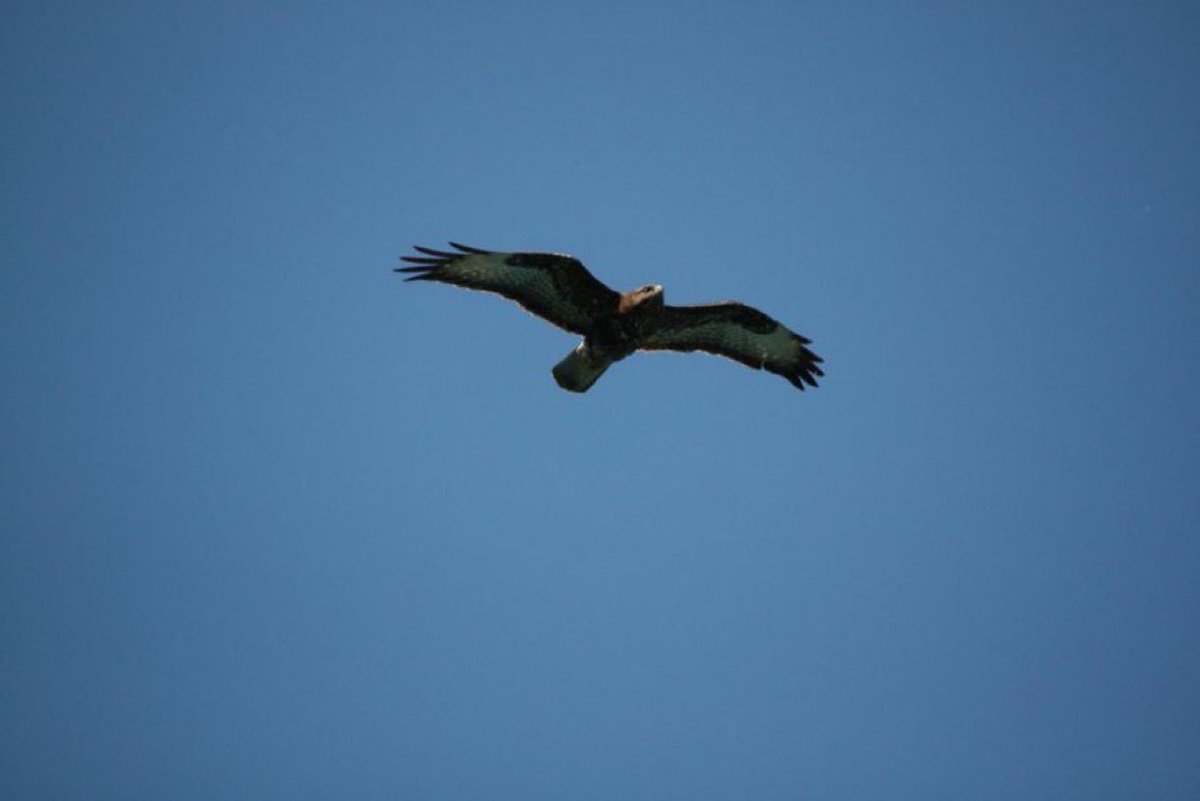 Palabra de hoy: trasoñar

Comprender las cosas más por intuición que por los hechos, como si la realidad fuera un sueño.

Un busardo ratonero, volaba ayer muy alto; y muy baja, una mariposa limonera. Águila y mariposa, aman las térmicas.

#Aceytuno #escritura #Naturaleza