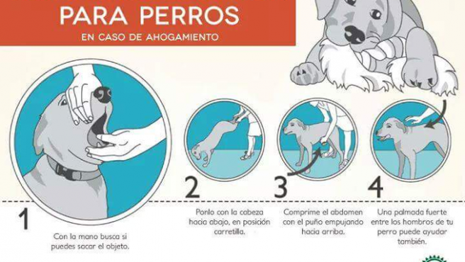 👉Si observas que tu perro no puede respirar🐶

 ⚠️Posiblemente se haya atragantado  

La maniobra de  #Heimlich también se puede aplicar a nuestros amigos de 4 patas🐕

 Conoce los pasos y úsalo si lo necesitas⬇️