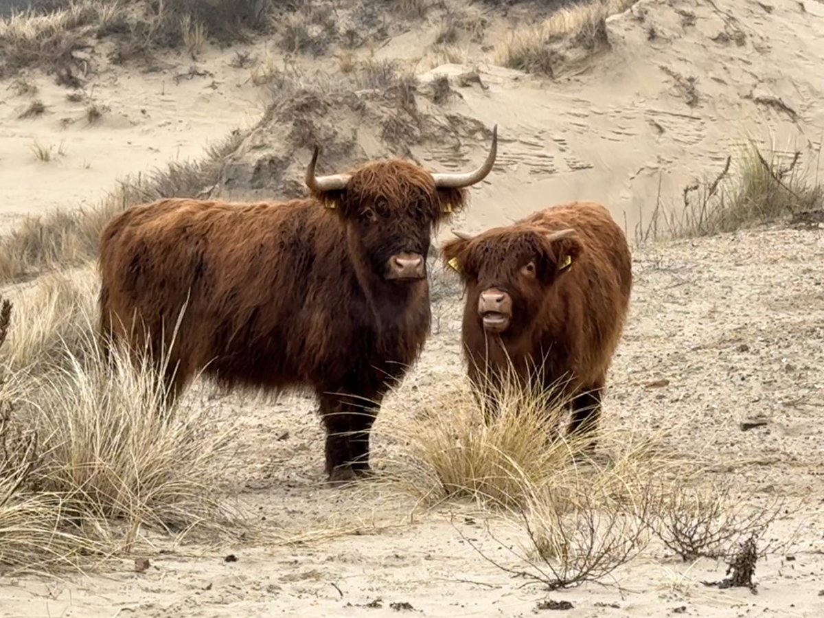 Gemeente Den Haag tweet media
