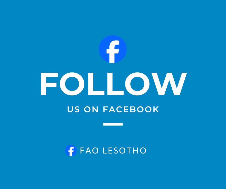 FAO in Lesotho tweet media