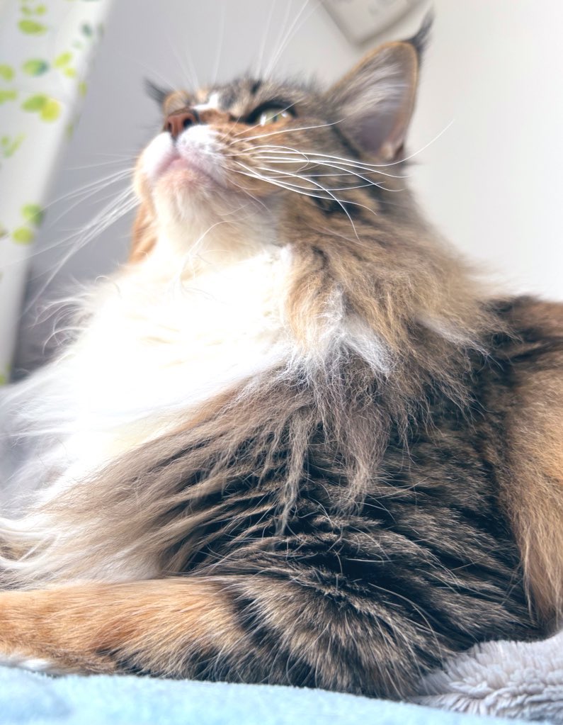 なりちゃ (@Narichi0) / Posts / X