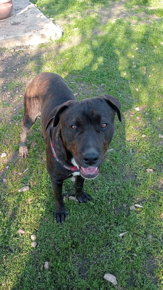 DonaIasio's tweet photo. Non lasciamolo crescere senza amore.
Condividi il post
Scrivici per conoscerlo
Chiara 9340 729 4353
Tamara al 3297088734 messaggio
WhatsApp
*si richiede breve presentazione*
#canecorso #molossi
#cucciolicanecorso
#cucciolregalo#cucciolicanile
Orso ti sta aspettando. https://t.co/x7oYTatcjb
