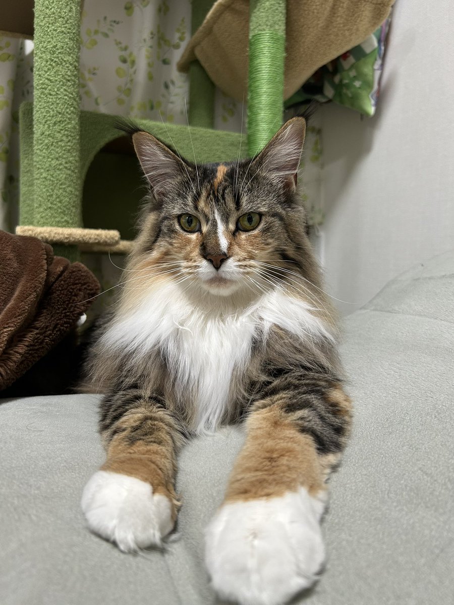 なりちゃ (@Narichi0) / Posts / X