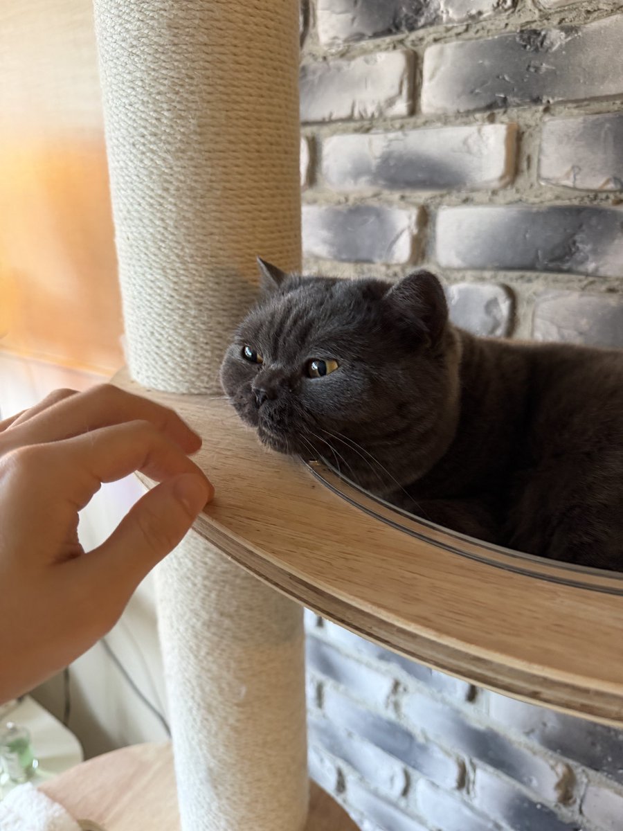 pochacho tweet media