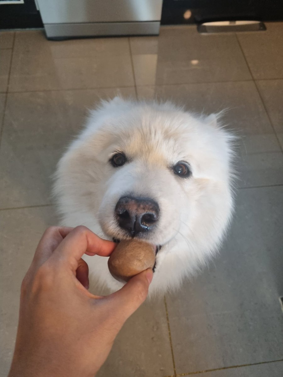 북극솜 tweet media