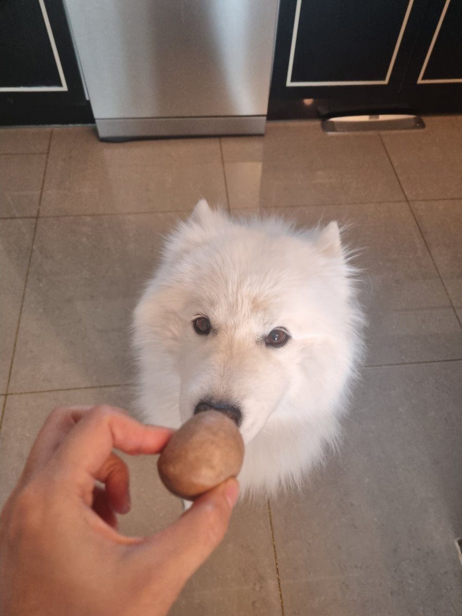 북극솜 tweet media