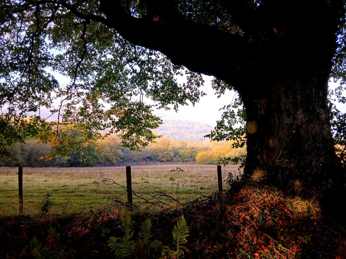Dave_Roberts3's tweet image. A large tree frames early autumn colours #thicktrunktuesday #tree #fall #autumn #BlaenBran #Torfaen #Cymru #Wales