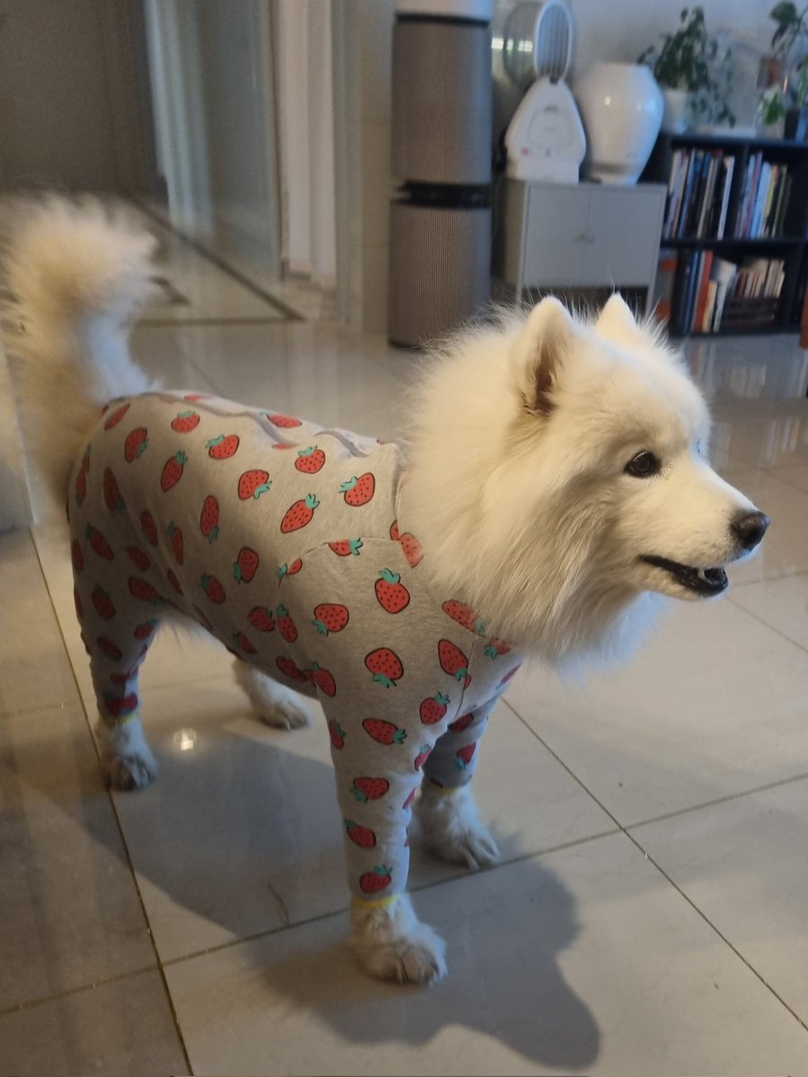 오랜만에 입은 딸기내복이 털이 자라서 간신히 들어감