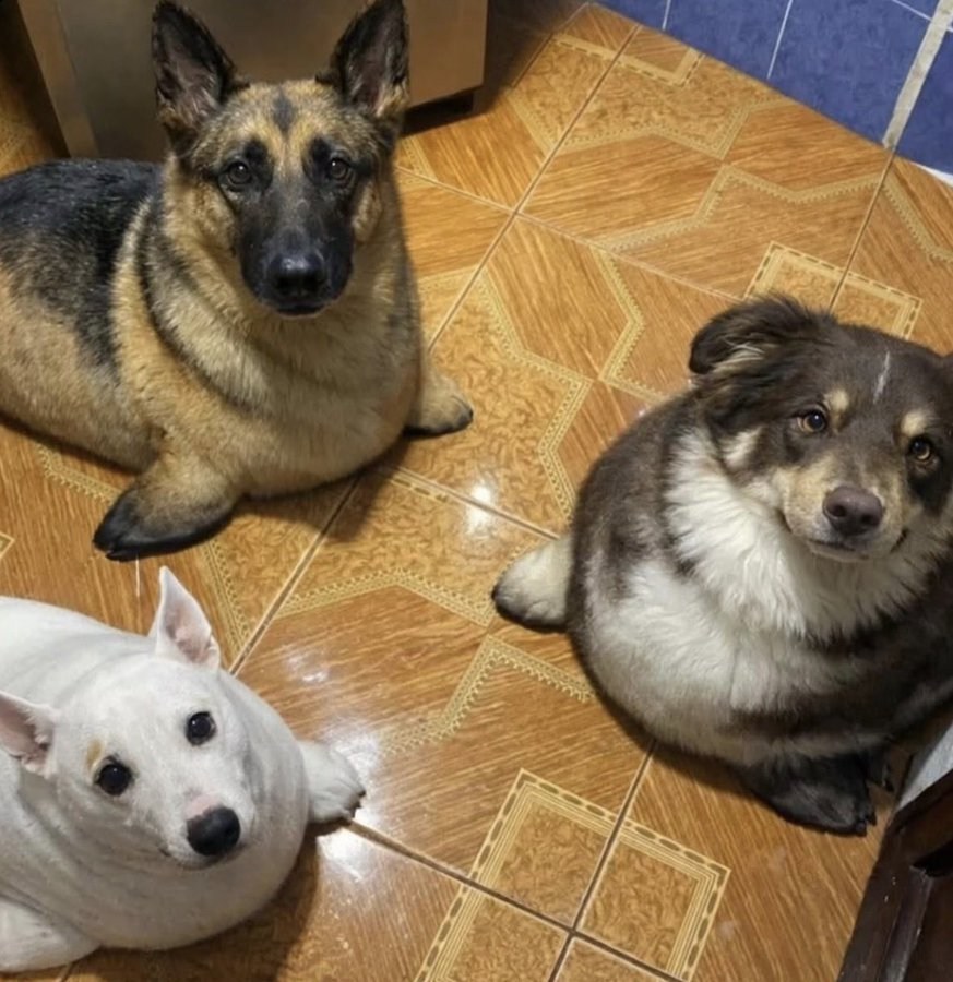 everything dogs 🐶 (@everythingdogss) on Twitter photo 