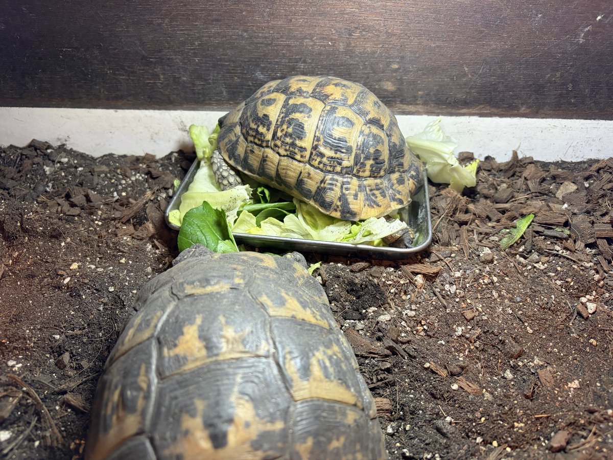 こんな食べ方
たまにイラっとする🤔
もちろん気が付けば
移動して貰っています。