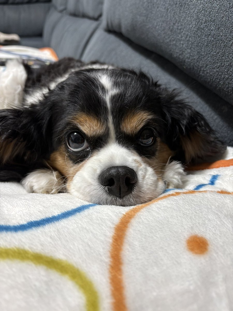 メリオ🎙声真似する人/声真似VTuber (@merio0731) / Posts / X