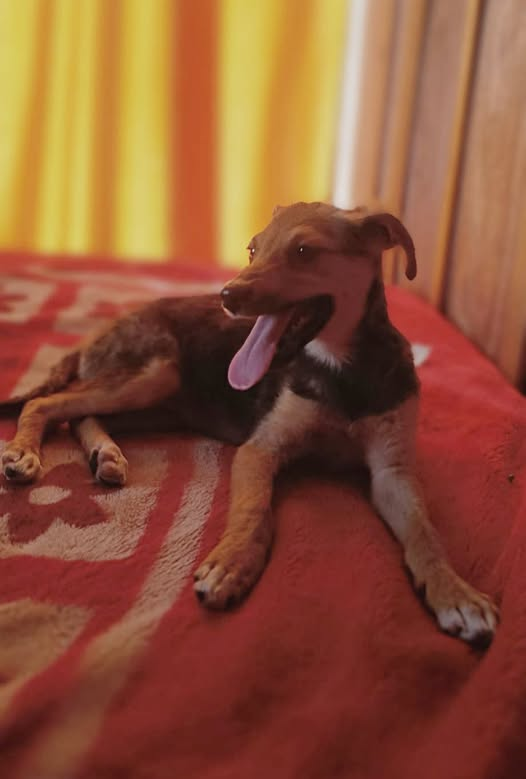 Pipa tiene apenas 2 meses y medio, pero ya aprendió algo importante: sentarse a mirar el mundo con paciencia, como si supiera que su familia está en camino
Es curiosa, dulce y compañera
Whatsapp al 099.152.421.
Pipa en adopción muy responsable.