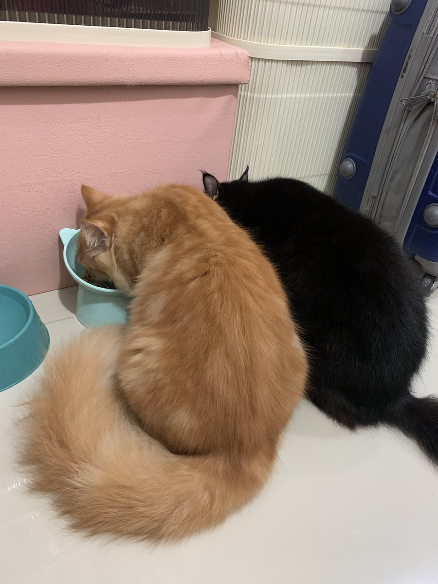 chellechix_'s tweet photo. I miss my babies so much 🥺🧡🖤 My stress relievers! My happiness! Missing your ‘meow’ every morning. https://t.co/nqZtFI4mXe