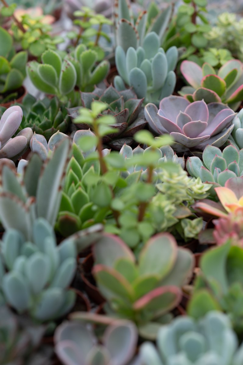 Ben jij gek op cactussen en succulenten? Dan wil je dit zien! In maar liefst 60.000 m² moderne kassen ontdek je Handelskwekerij Ubink. Neem een kijkje achter de schermen tijdens de open dag.
📅 Zaterdag 11 april 2026
🕘 Van 9:00 tot 16:00 uur

📷 Magda Spierings