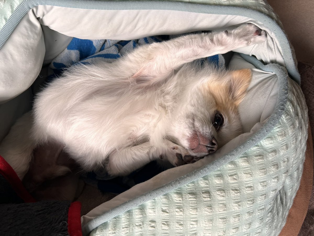 夕方散歩拒否犬