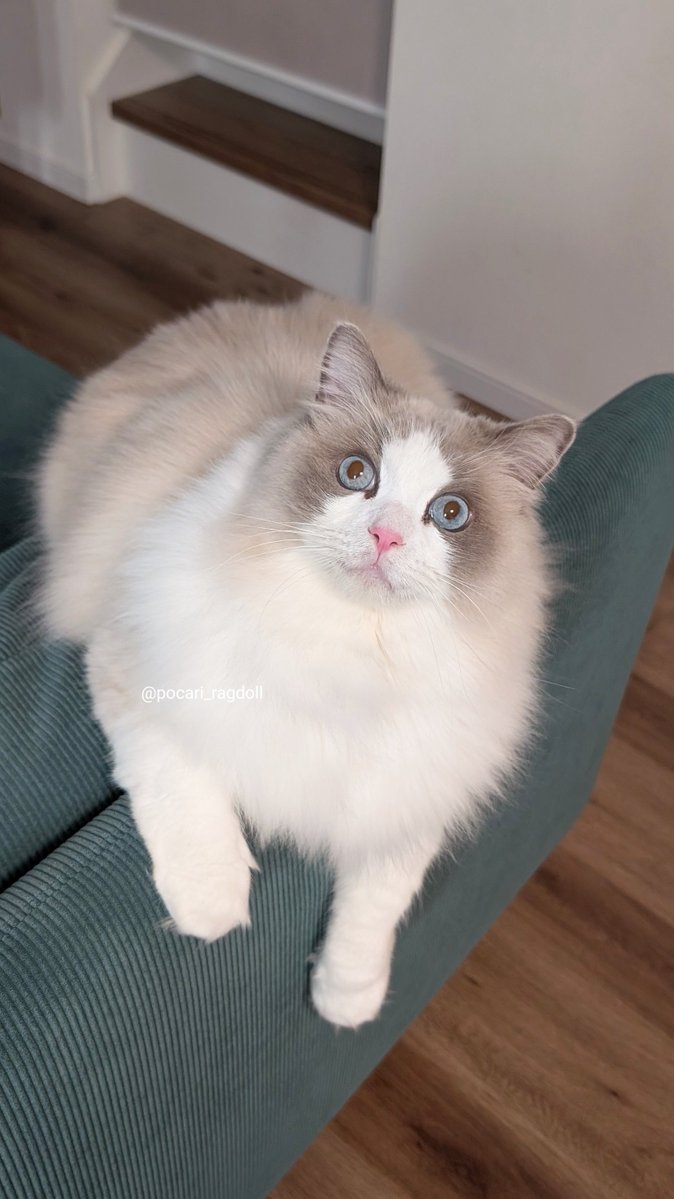 今日も元気なふわふわ猫ちゃん