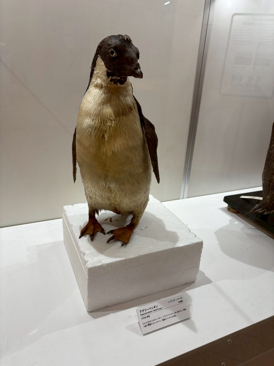 ぺんぎん705号 (@4rMv3u7Dyg2hC5R) / Posts / X