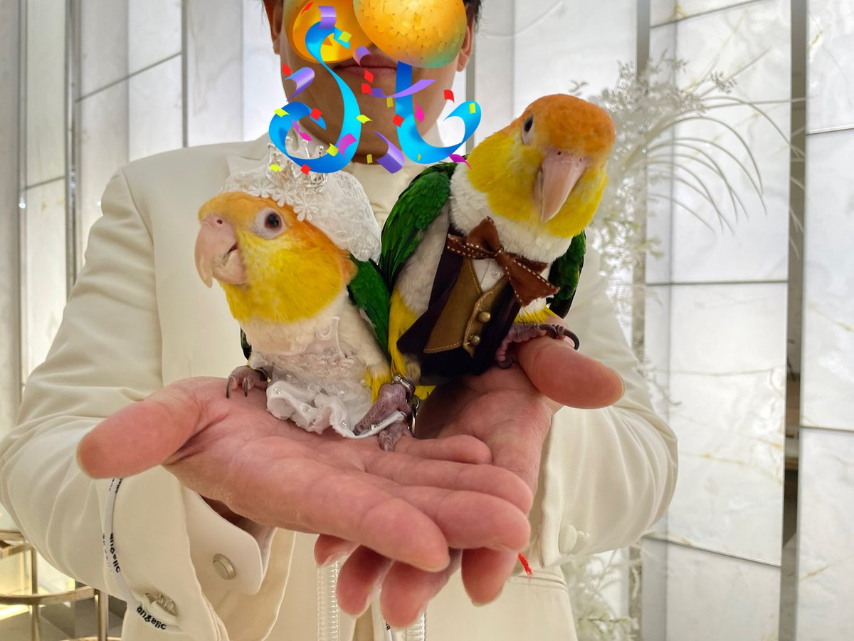 torinos_bird's tweet photo. イン婚のタキシード＆ウエディングドレス🥰
依頼して作っていただきました💕
主の着てたのより可愛いです。笑
#シロハラインコ
#結婚式
#インコのいる生活 https://t.co/T9goypgD3g
