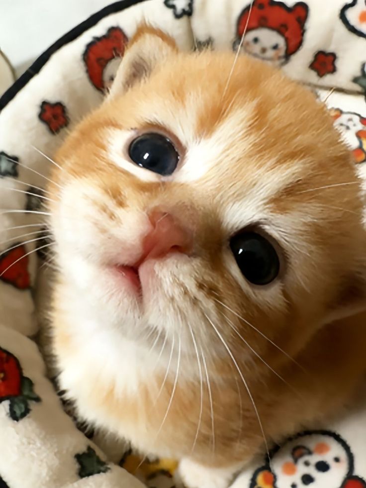 A random cat staring at me while i scroll through all the pussies <a href="/X/">X</a> throws onto my timeline.