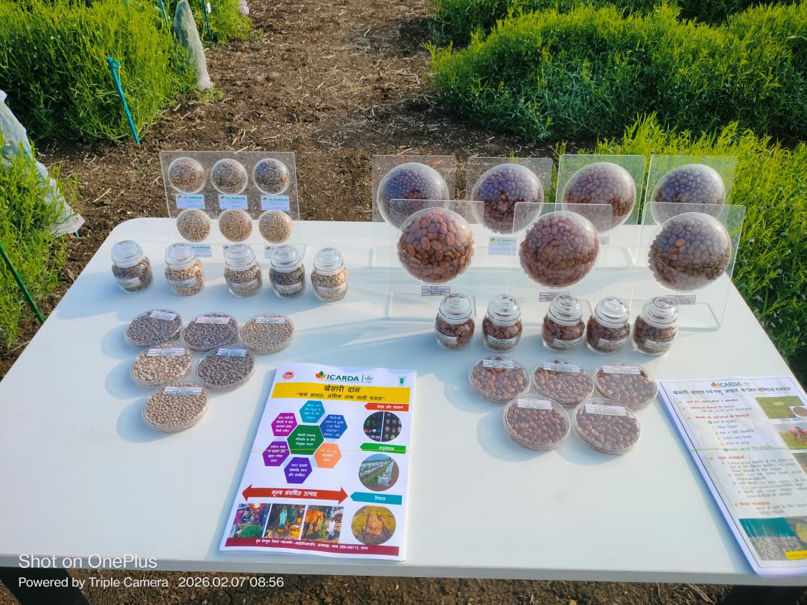 Celebrated #World #Pulses #Day at <a href="/ICARDA/">ICARDA</a> <a href="/FLRP/">FLRP</a>, #Amlaha, #India🌱