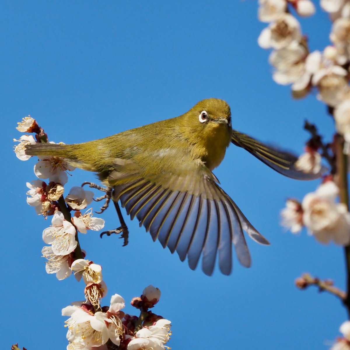 今日のウメジロー #bird #メジロ #flower #ウメ #TLを花でいっぱいにしよう