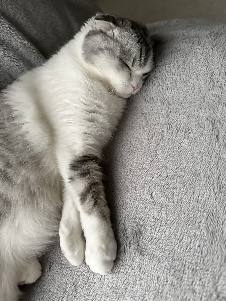 すやすや😴