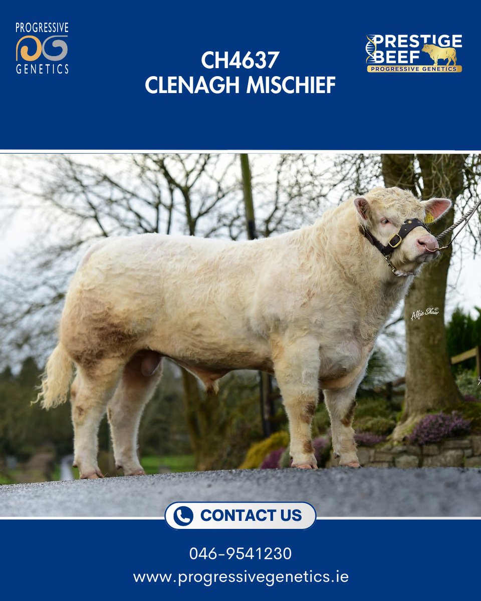 Prestige Beef tweet media