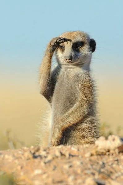 मै लाया था चोकलेट वो देख कर शरमा गई
मैं देखता ही रह गया वो पूरी की पूरी खा गई
😏😕😂😂🤣🤣🤣