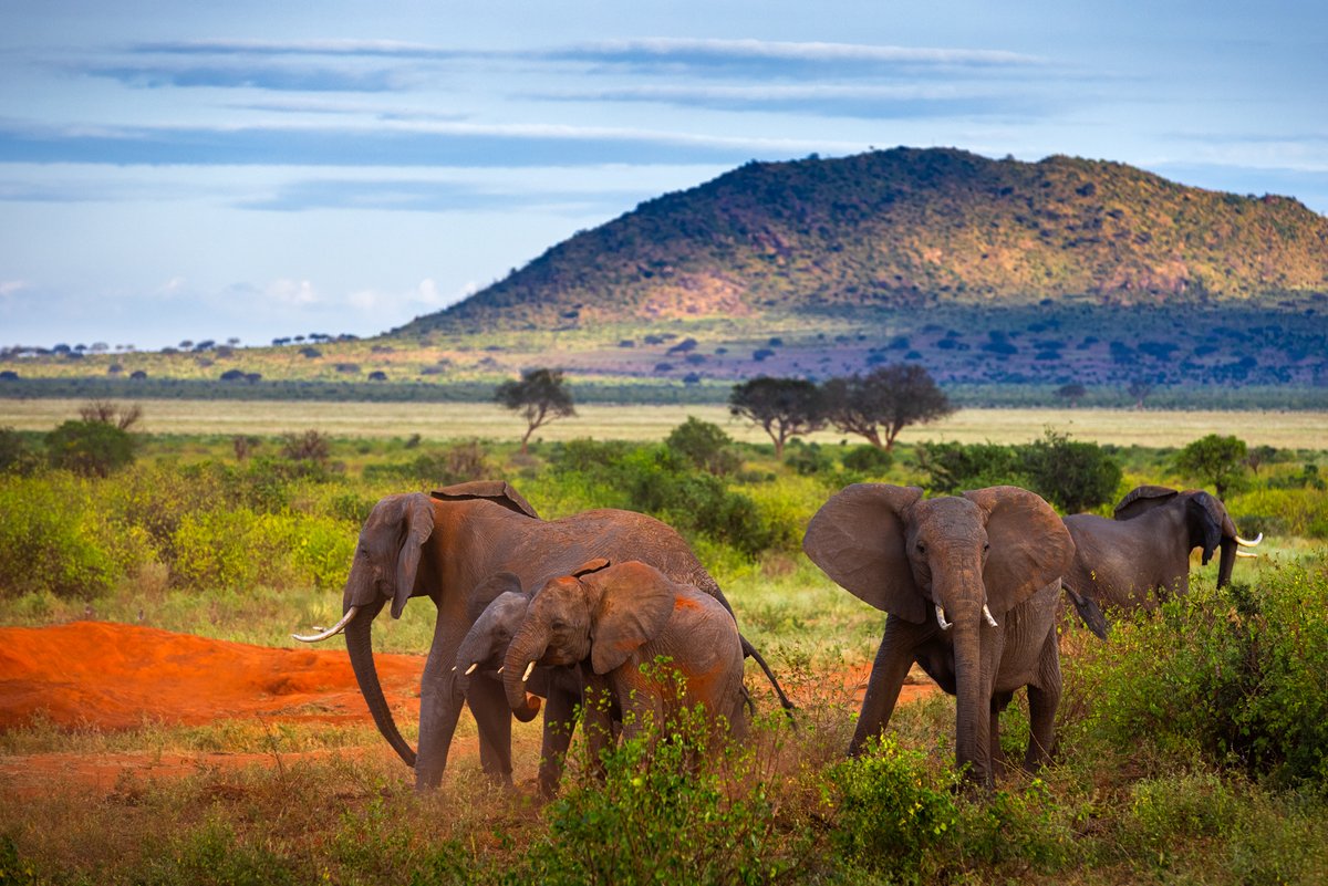alexetchloebes's tweet photo. À Tsavo Est au Kenya, la pluie révèle un autre visage du paysage 🇰🇪

La terre rouge se couvre de vert, les lumières changent, et la faune évolue dans des décors spectaculaires.

Que penses tu de cette nouvelle série ? ✨

https://t.co/z5xZrtJrfL https://t.co/qyZ6JrtXzC