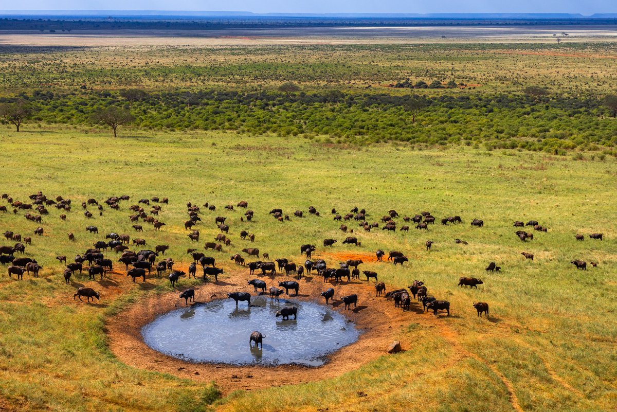 alexetchloebes's tweet photo. À Tsavo Est au Kenya, la pluie révèle un autre visage du paysage 🇰🇪

La terre rouge se couvre de vert, les lumières changent, et la faune évolue dans des décors spectaculaires.

Que penses tu de cette nouvelle série ? ✨

https://t.co/z5xZrtJrfL https://t.co/qyZ6JrtXzC