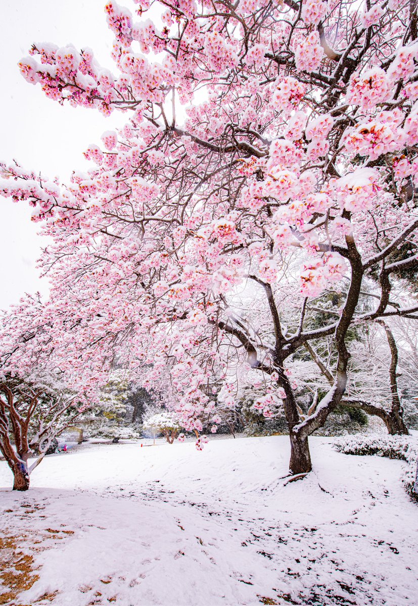 白い雪に包まれた新宿御苑の桜が綺麗でした