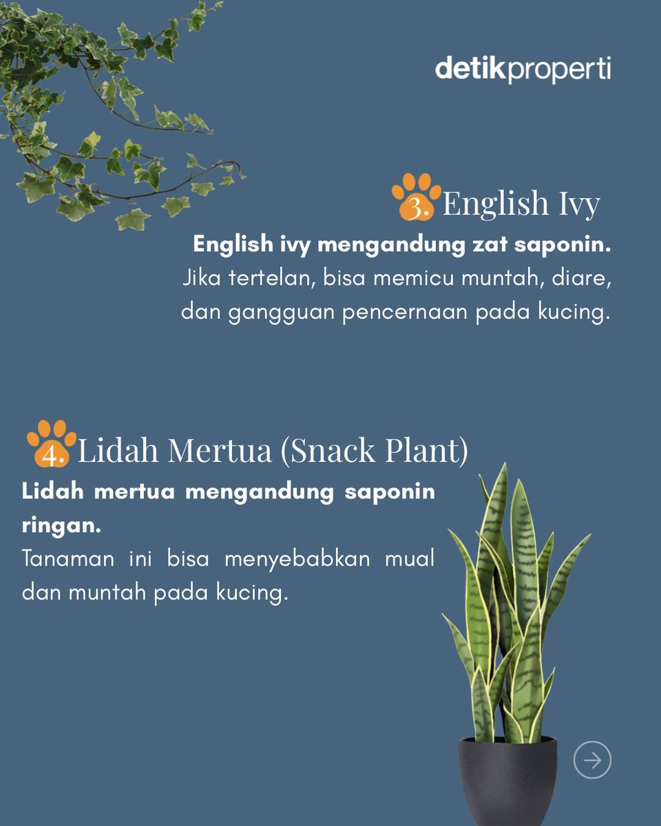 detik_properti's tweet image. Hati-hati, nggak semua tanaman hias aman
buat kucing kesayanganmu. Beberapa di antaranya mengandung zat yang bisa berbahaya kalau termakan! 🙀 #Kucing #TanamanHias