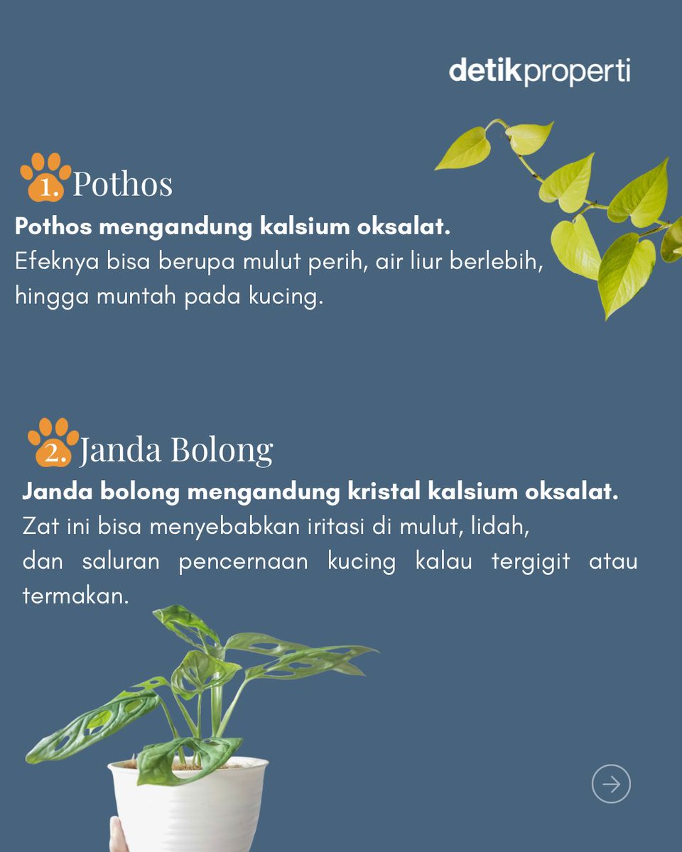 detik_properti's tweet image. Hati-hati, nggak semua tanaman hias aman
buat kucing kesayanganmu. Beberapa di antaranya mengandung zat yang bisa berbahaya kalau termakan! 🙀 #Kucing #TanamanHias