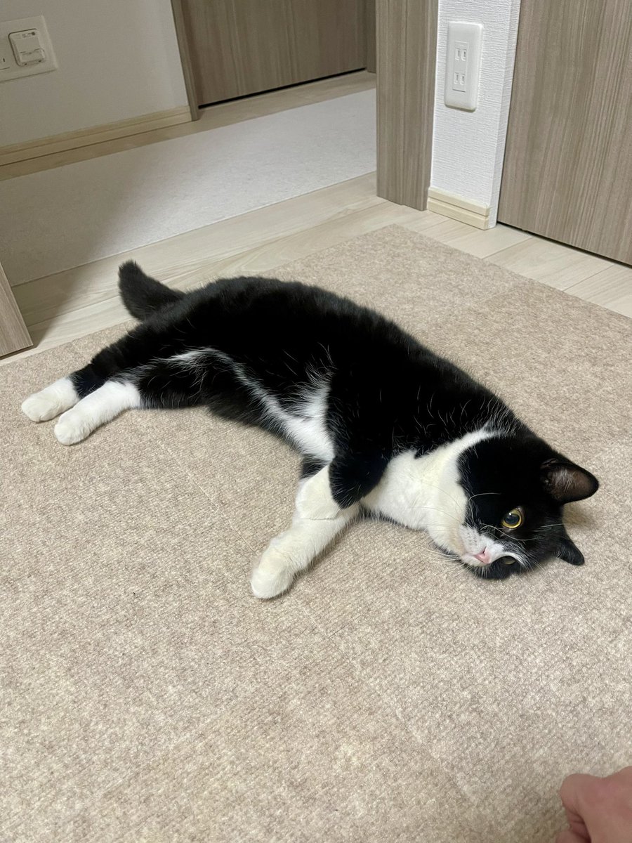 たろう (@taro20216) / Posts / X