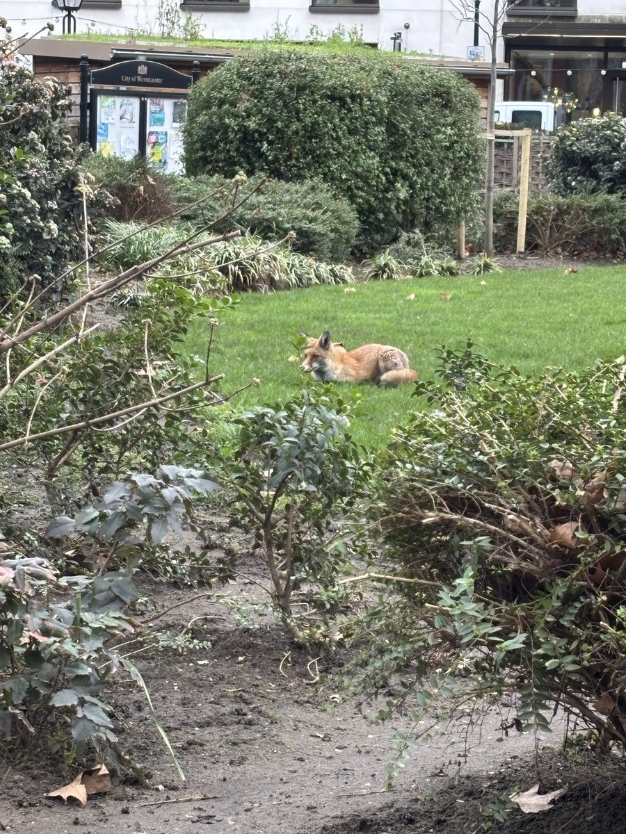 LondonBlonde1's tweet image. Hanover Square. 9:00am Central London. #urbanfox #notbothered #livingthelife