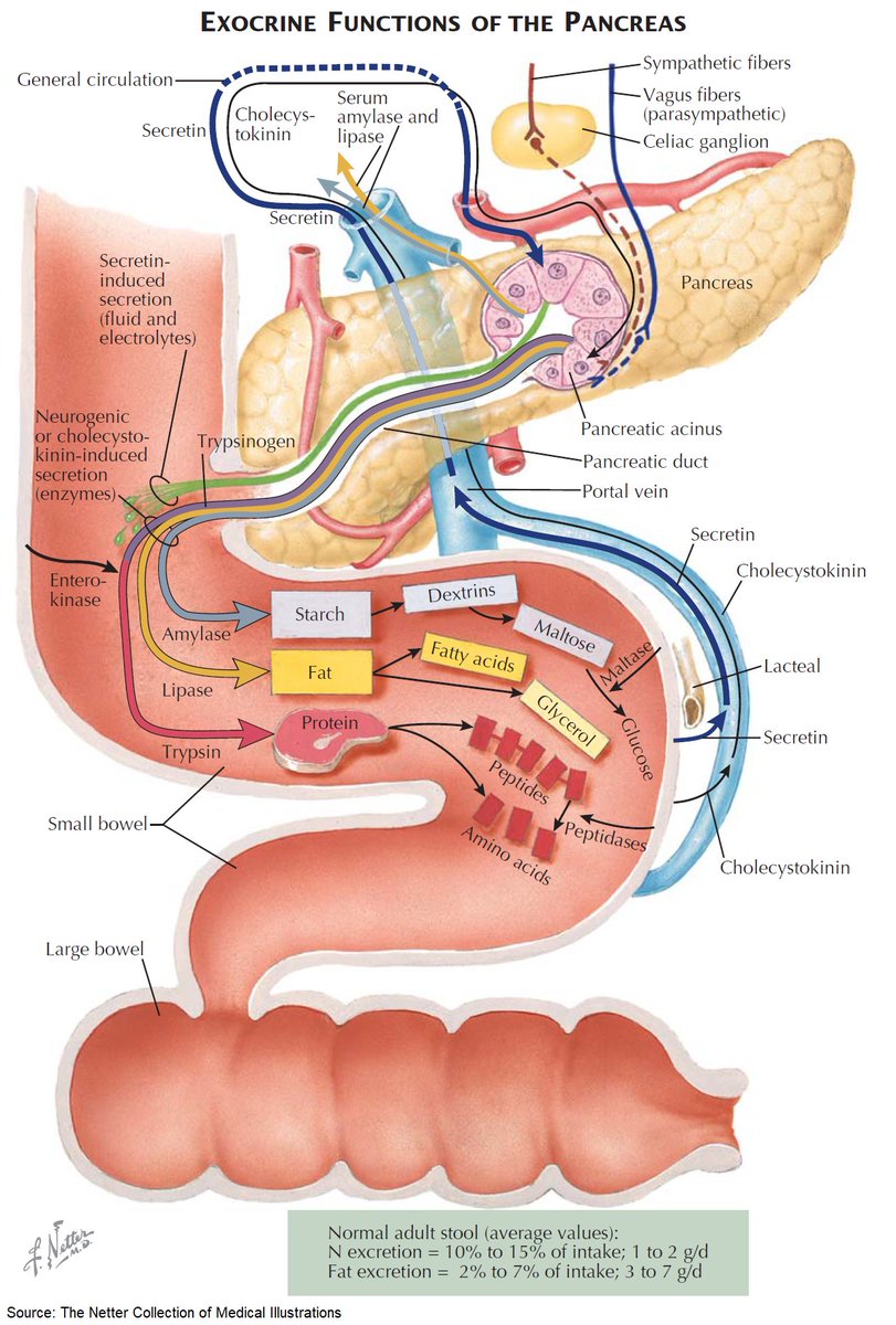 ManualOMedicine's tweet photo. Exocrine Functions of the Pancreas

#medtwitter #foamed #meded https://t.co/MGTVoWJyo9