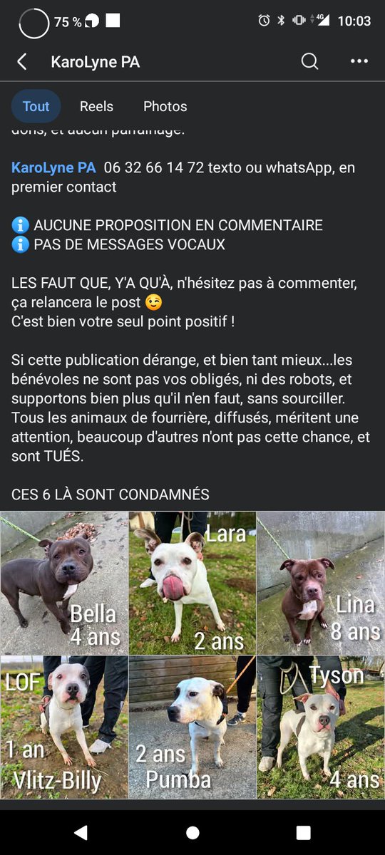 Dernière relance de la fourrière 💔😥SOS SOS Euthanasie ⚠️🚨⚠️🚨🚨🚨 Fourrière Ile de France ⚠️⚠️⚠️ Recherche familles France entière pour sauver la vie de ces adorables loulous ⚠️⚠️⚠️ Karolyne PA. Partagez en masse SVP 🙏 facebook.com/share/p/178KUT…