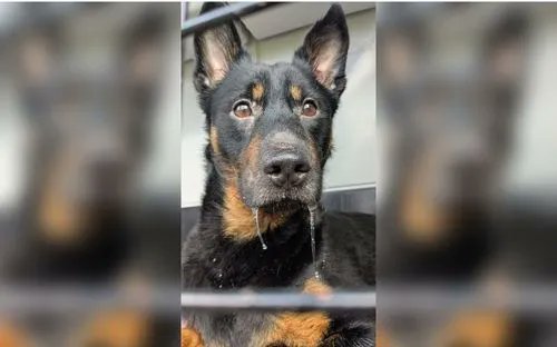 AuCoeurAnimaux's tweet photo. Hermes (Oise), jeudi 5 février 2026, sept animaux, quatre chiens et trois chats, ont été saisis dans un appartement de 40 m² après que les gendarmes, accompagnés de l’association Action Protection Animale, aient constaté des conditions de vie inhumaines.
Les chiens, en état de https://t.co/13ZpxdGoA9