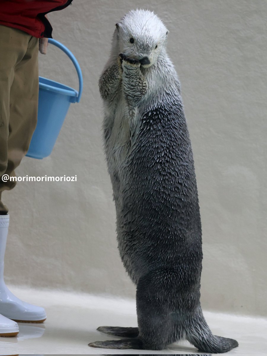 むー (@muumuu01) / Posts / X