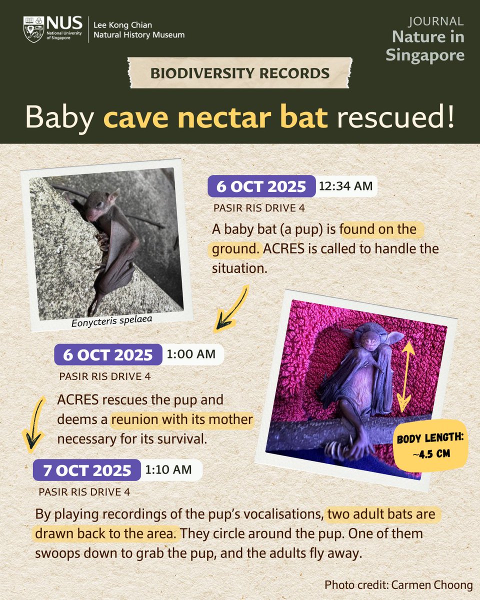 Lee Kong Chian Natural History Museum tweet media