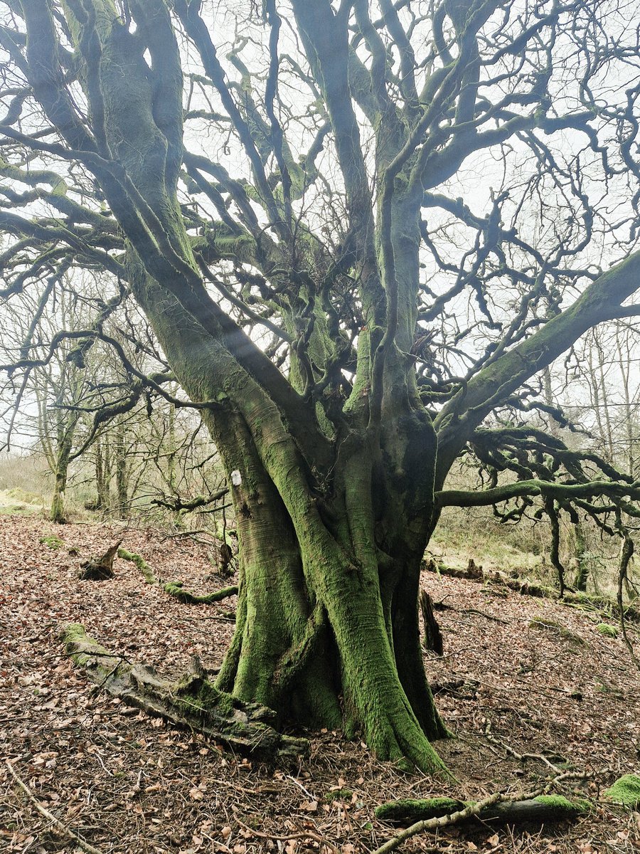 Suzie Selenophile tweet media