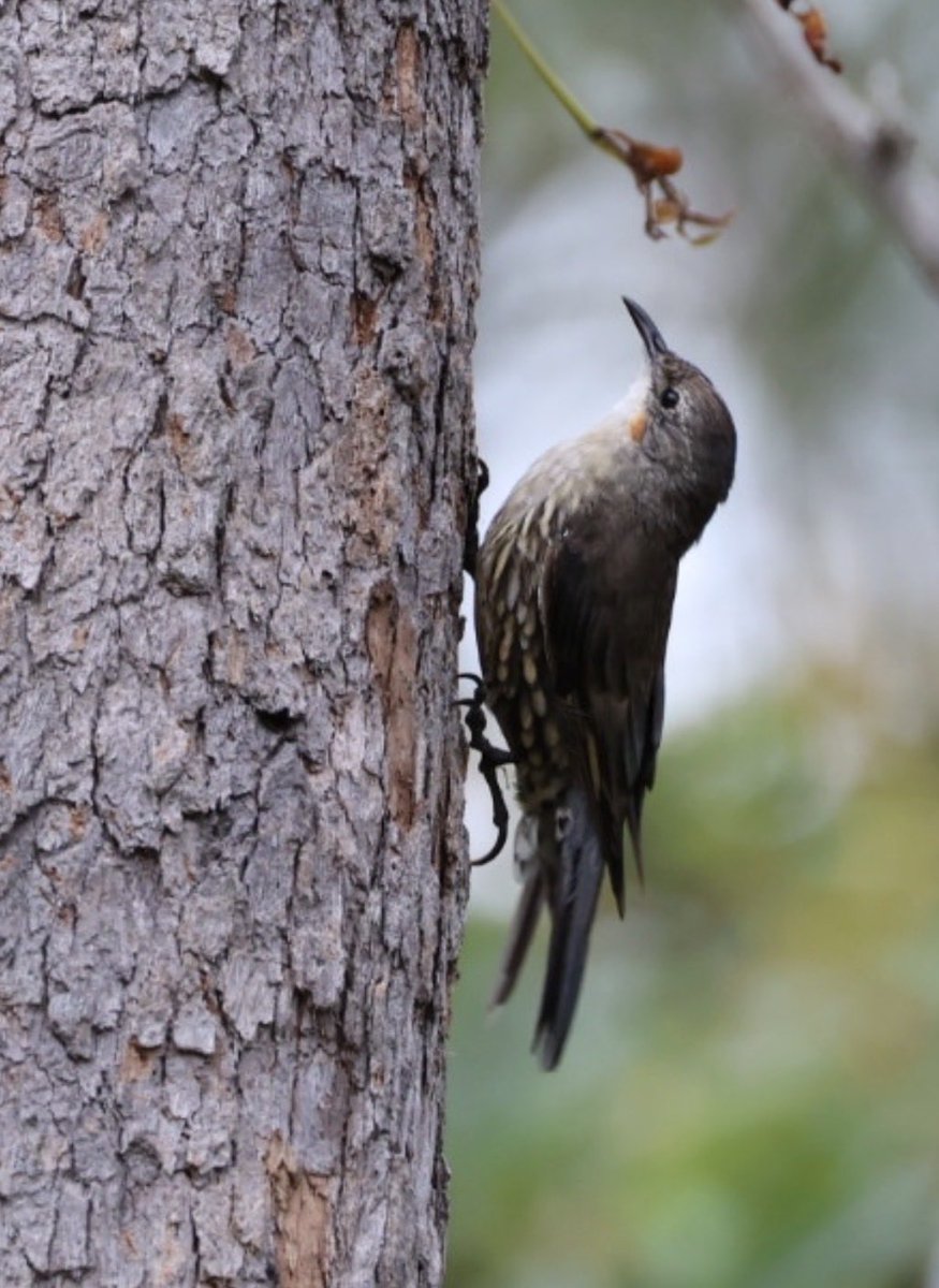 A White-Throated Treecreeper at Pine Mountain (QLD) this morning. The orange dot below the eye identifies this bird as female.

They move quickly up and around tree trunks, making them difficult to photograph.