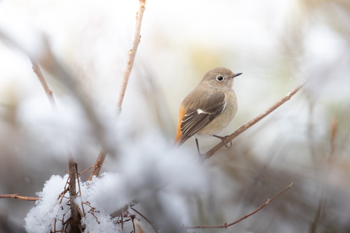 明日雪降るかなー(テスト週間)
#ジョウビタキ