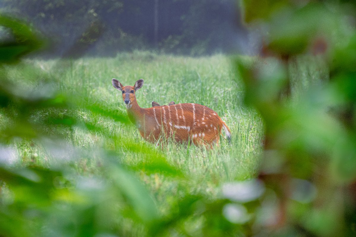 WCS Congo tweet media